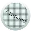 Araneae
